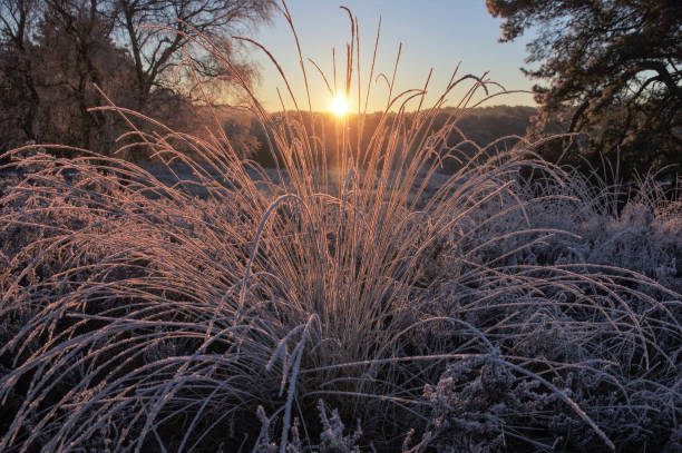 istock Frozen dew in the wetland 1356646483