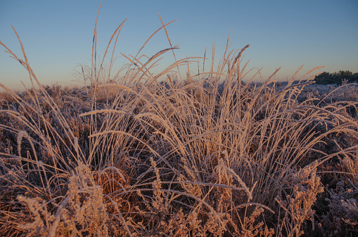 Frozen dew in the heath landcape cold Brunssummerheide
