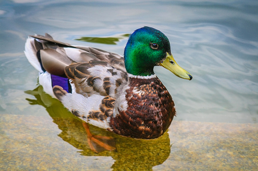 Male of wild mallard duck floating on water