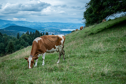 Cow grazing on the meadow in Switzerland. Climate change.