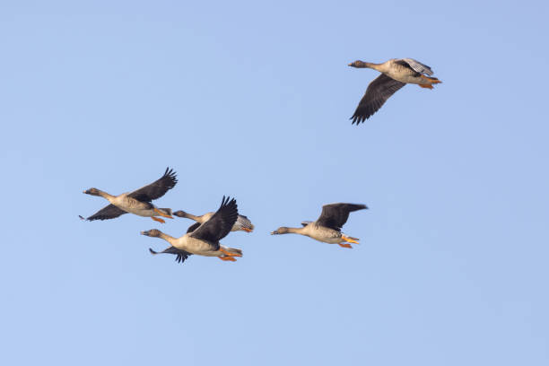 istock a group of bean goose in flying 1356648243