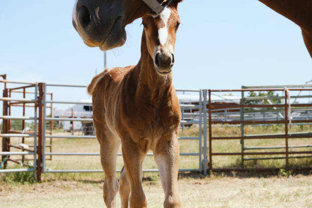 istock Foal with mare horse 1356650760