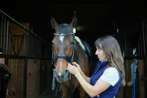 istock Put on bridle on a horse. Stable background. 1356650880
