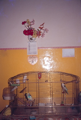 Berlin (West), Germany, 1977. Bird cage with a budgie on a kitchen wall.