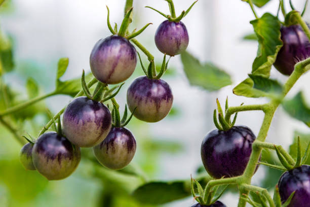 istock Unripe purple tomatoes growing on branch 1356653564
