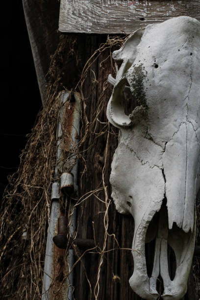 istock An old cow skull in a barn 1356653718
