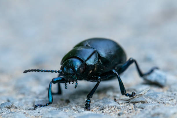 istock Bloody-nosed Beetle 1356653915