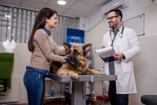 istock Veterinarian examining German Shepherd Dog 1356657364