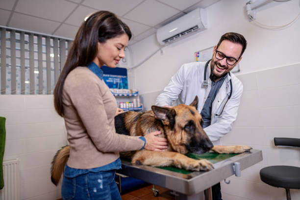 istock Veterinarian examining German Shepherd Dog 1356657406
