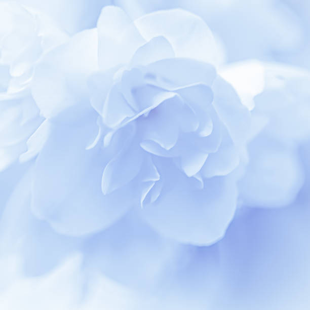 istock Abstract floral background, White terry Jasmine flower petals. Macro flowers backdrop for holiday brand design 1356661119