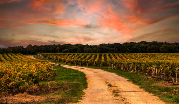 French Vineyards Sunset Beautiful sunset over a vineyard in rural France on Loire Valley. loire valley stock pictures, royalty-free photos & images