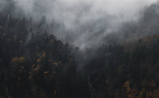 istock Mysterious black mountain forest in the mist 1356664028