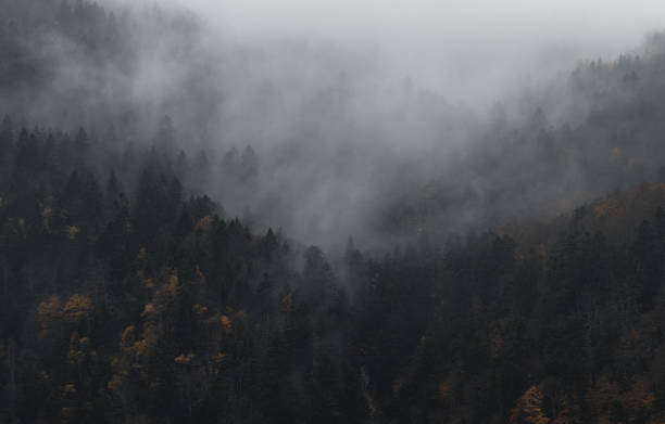 istock Mysterious black mountain forest in the mist 1356665038