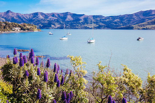 Beach and water with colorful lupins in the French settlement of Akaroa on Banks Peninsula in New Zealand