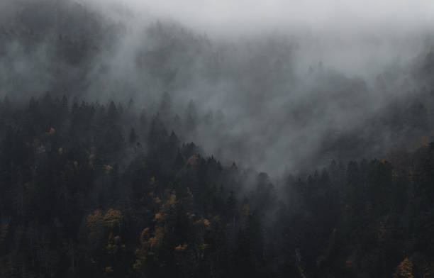 istock Mysterious black mountain forest in the mist 1356667416