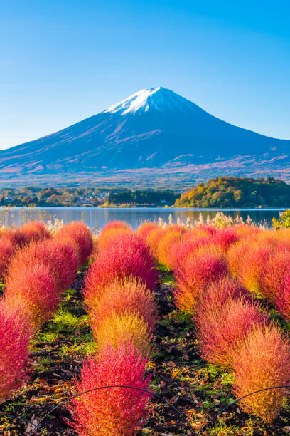 istock Kochia and Mt. Fuji 1356670497