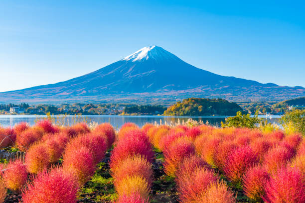 istock Kochia and Mt. Fuji 1356670523