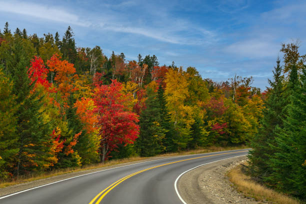 istock Road and Colorful Autumn Foliage 1356672485