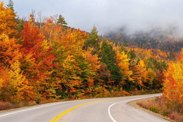 istock Autumn Forest Road and Fog 1356675390