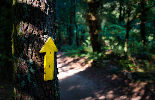 yellow arrow from Santiago's path nailed to a pine tree on the path