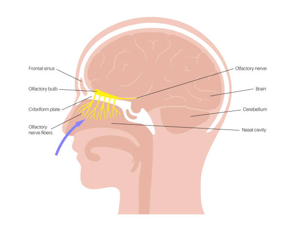 ilustrações, clipart, desenhos animados e ícones de anatomia do nervo olfativo - nasal cavity