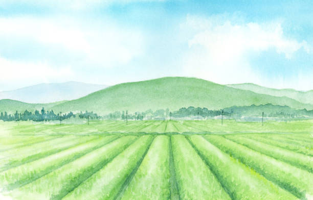 aquarell-illustration der japanischen teeplantage - green tea illustrations stock-grafiken, -clipart, -cartoons und -symbole