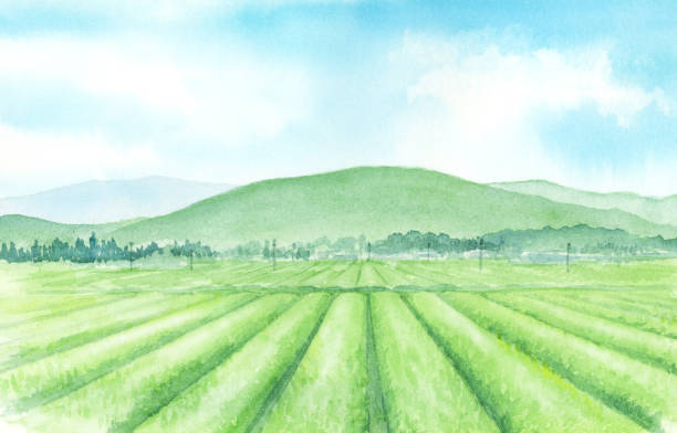 ilustrações de stock, clip art, desenhos animados e ícones de watercolor illustration of japanese tea plantation - green tea illustrations