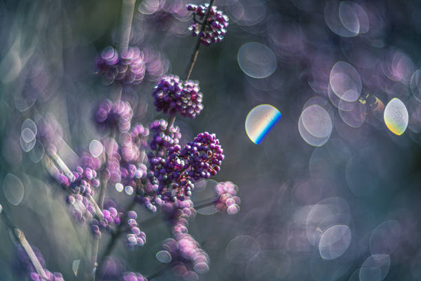 istock shiny light on the callicarpa or beautyberry shrub 1356683053
