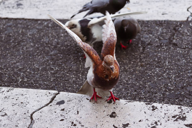 istock Homing pigeon with wings open and ready to fly 1356683345