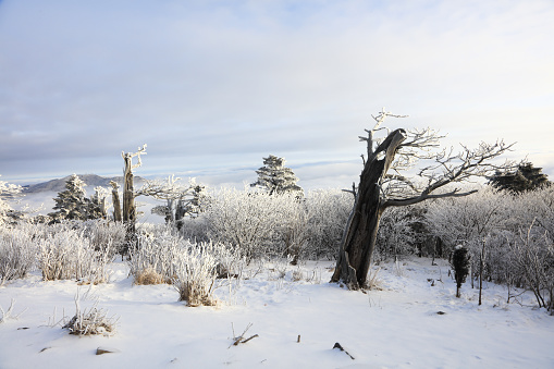 Gangwon-do Taebaeksan Mountain Dazzling Sanggodae and Snow Scenery