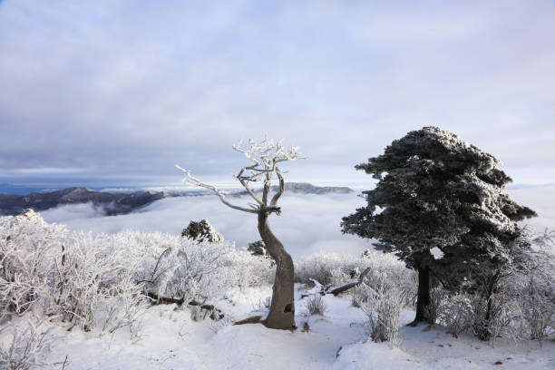 Gangwon-do Taebaeksan Mountain Dazzling Sanggodae and Snow Scenery
