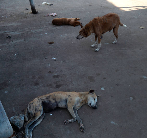 istock Very poor dogs in sri Lanka 1356688535