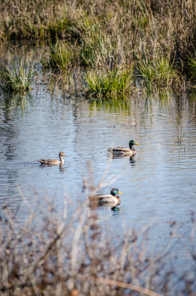 istock Ducks in a pond at Ile Saint-Bernard, Chateauguay 1356688679