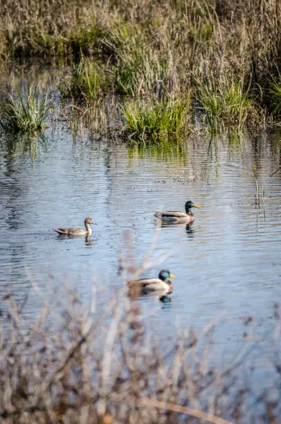 Three ducks (mallard) in calm pond at Ile Saint-Bernard, Chateauguay