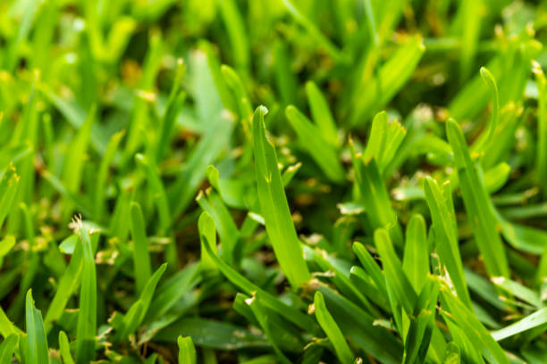 Blades of grass close up
