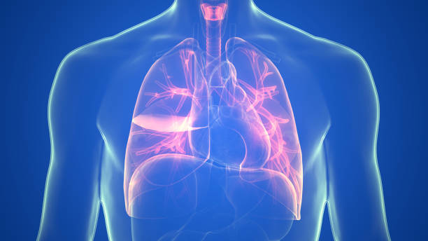 ヒト呼吸器系肺解剖学 - human lung tuberculosis bacterium emphysema human trachea ストックフォトと画像
