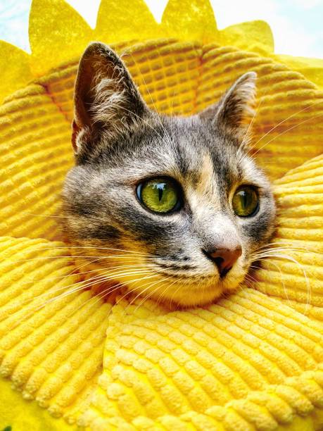 Close up of gray striped cat wearing a cute sunflower medical pet cone. stock photo
