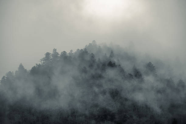 Mysterious black mountain forest in the fog
