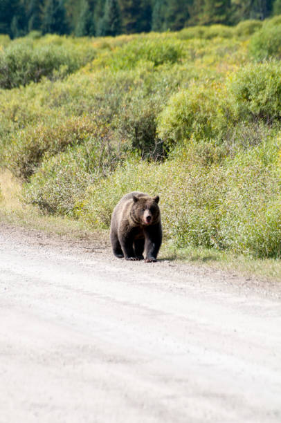 istock Black Bear on side of Gravel Road 1356694496