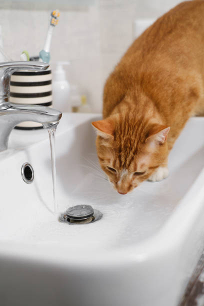 istock Cat quietly drinking water from the bathroom sink 1356695103