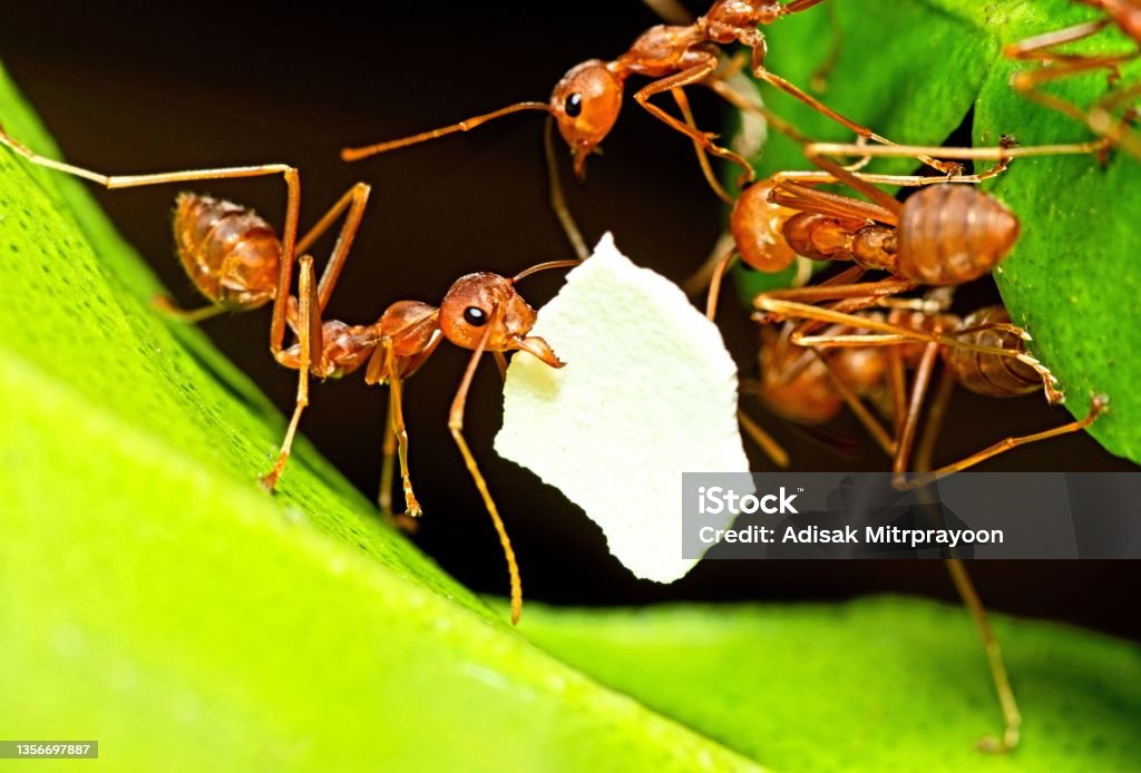 Ant carrying Eggshell to nest - animal behavior. Food Chain Stock Photo