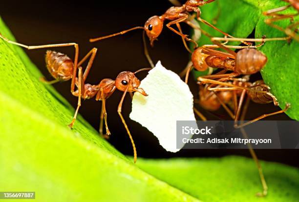 Ant Carrying Eggshell To Nest Animal Behavior Stock Photo - Download Image Now - Food Chain, Achievement, Adversity
