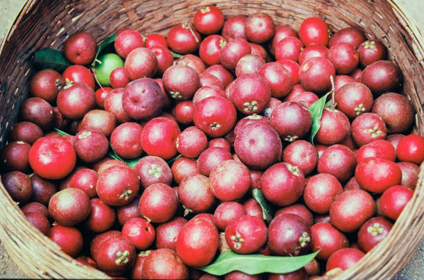 Kokum fruit Garcinia Indica in Basket for village stock photo