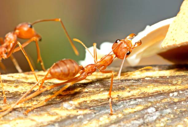 istock Ant trying to carry Eggshell - animal behavior. 1356698722