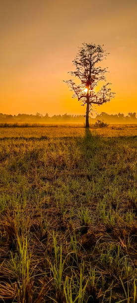 istock View of silhouette field with sunrise and lonely tree 1356698774