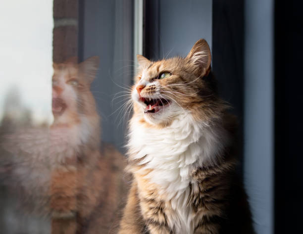 gato de interior cantando o parloteando ante algo - chirrup fotografías e imágenes de stock