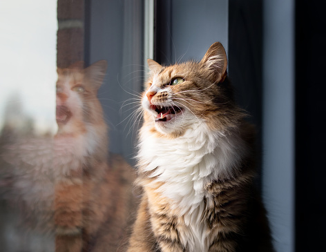 Cute kitty sitting on window sill while vocalizing with mouth wide open. Concept for why cats chirp sounds or cat talking. Selective focus with defocused reflection.