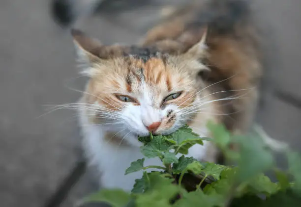 Head shot of female kitty with defocused body. The multicolored cat is taking a bite out of dark green catmint leaves also known as catswort. Selective focus on cat head.