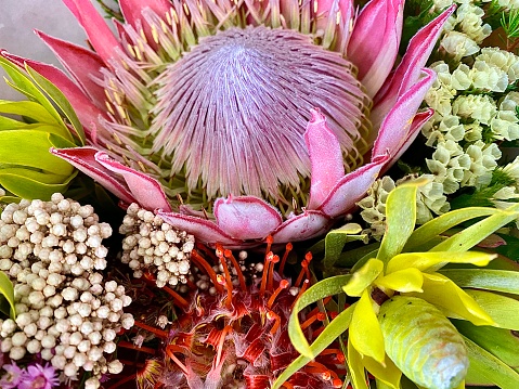 Horizontal close up still life of mostly Australian native wild bush flower bouquet arrangement including pink protea red waratah and green and white bushland blooms