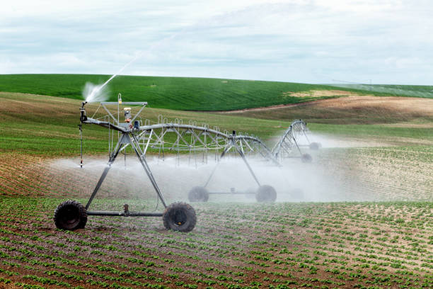 Potato field with a center pivot sprinkler. stock photo